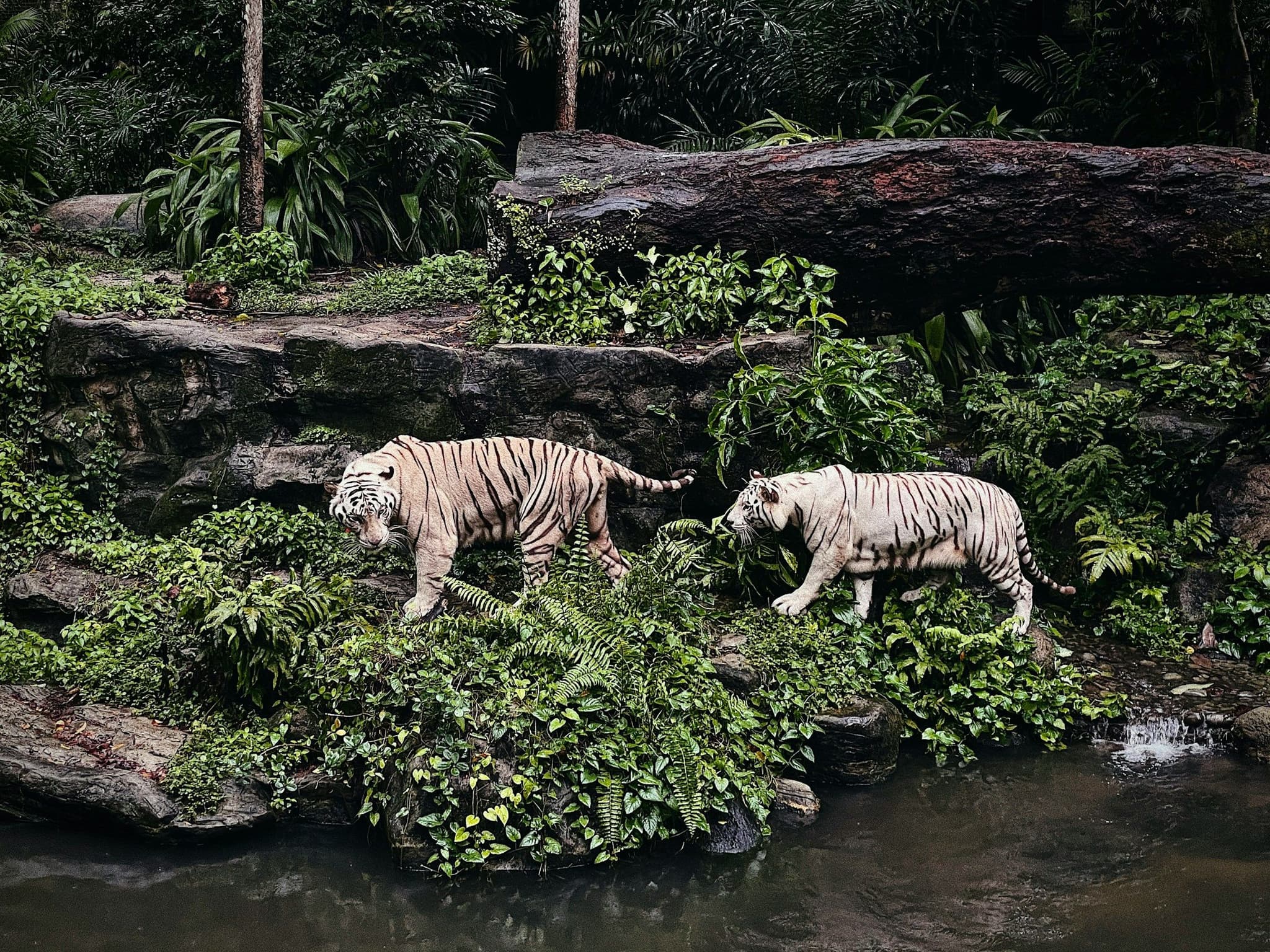 White tigers in their enclosure at Singapore Zoo