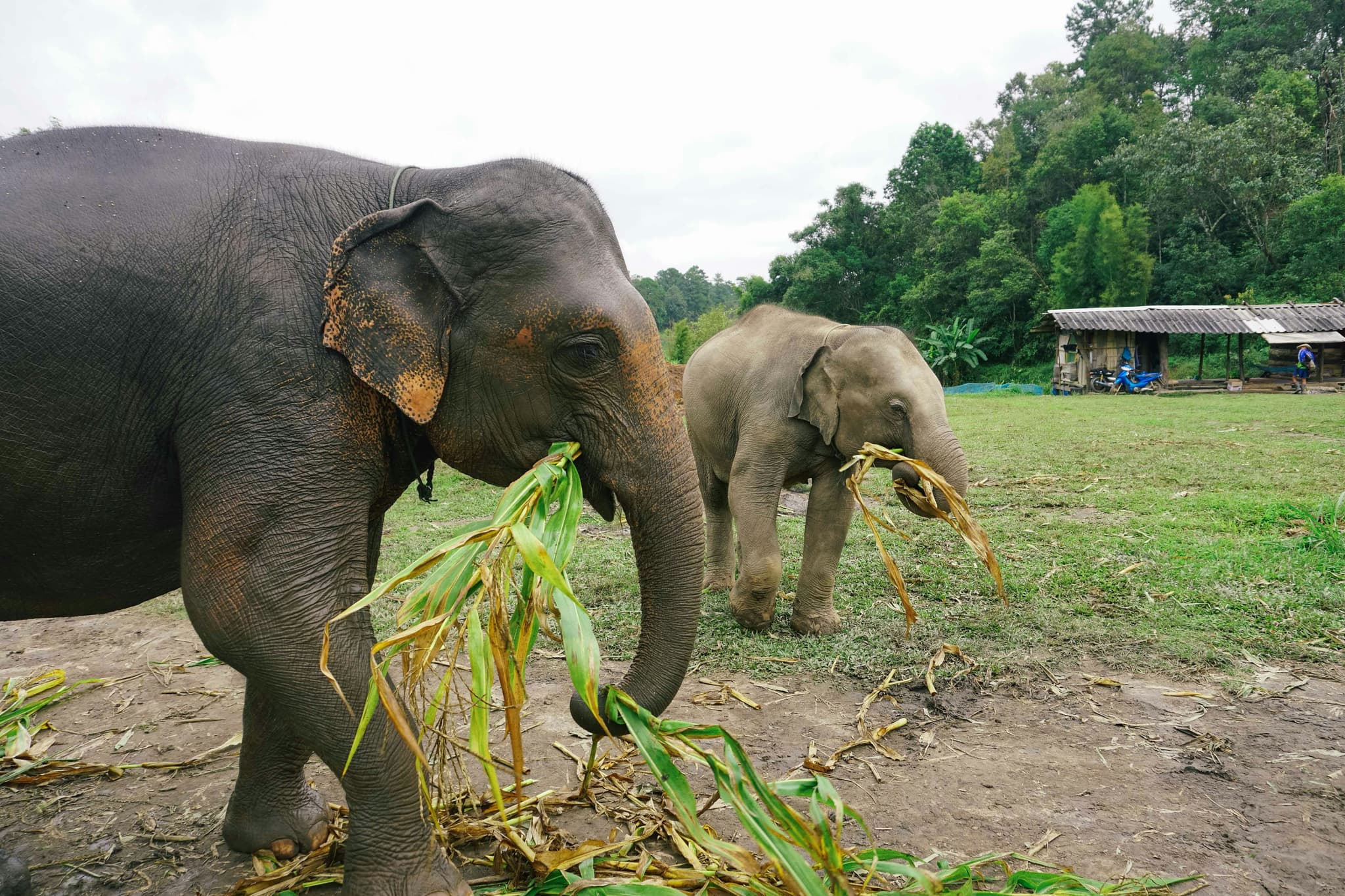 Elephants roaming freely at an ethical sanctuary in Thailand