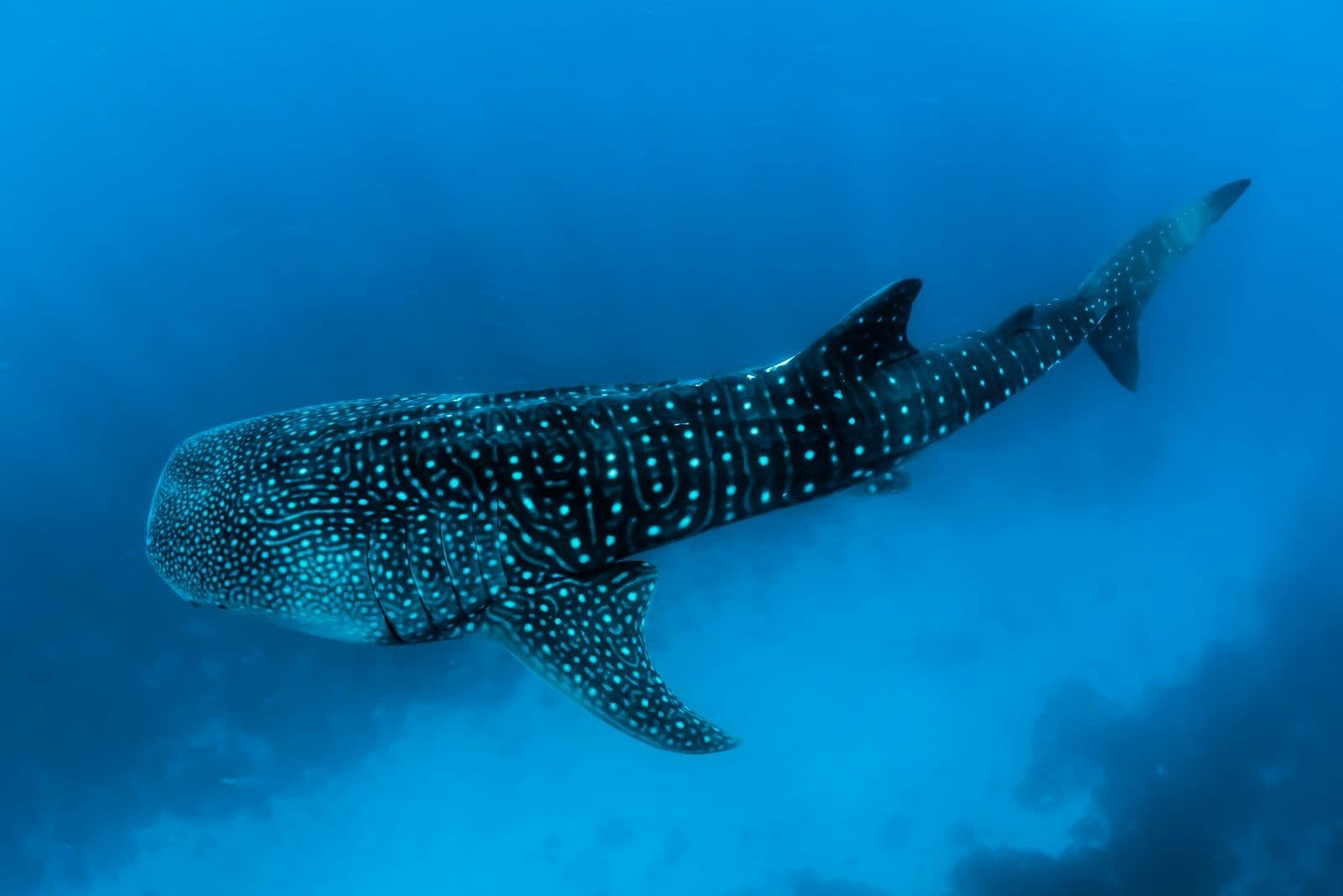 A whale shark gliding through clear blue water