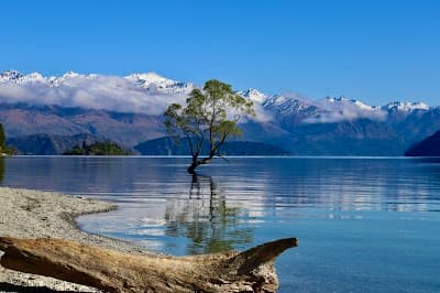 That Wānaka tree