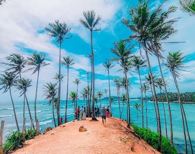 Coconut Tree Hill